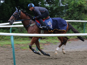 Lim's Cruiser during track work sessions at Royal Ascot in Newmarket, England.