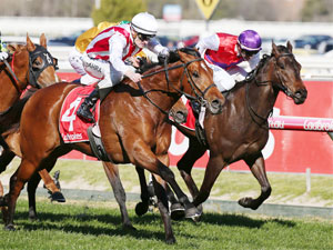 SUPER SETH winning the H.D.F. McNeil Stakes during Melbourne Racing Memsie Stakes Day at Caulfield in Melbourne, Australia.