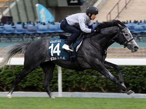 Win Bright exercises on the Sha Tin turf ahead of the FWD QEII Cup.