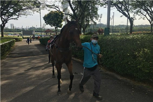 Big Hearted heading to the unsaddling enclosure after his barrier trial on Thursday.