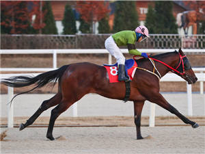 Korea: Raon The Fighter heads Seoul Sunday Sprint Series second leg