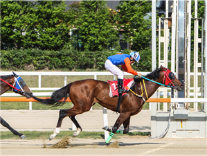 Super line-up turns South Coast Mayoral showdown into Korea Cup rehearsal