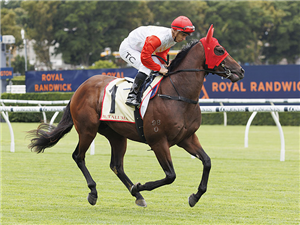 「巧合」在悉尼训练时参与佩塔卢马让赛（PETALUMA HANDICAP）