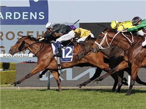 「不言而喻」胜出五钻大赛