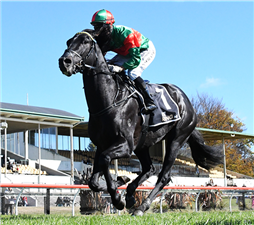 Geriatrix Brisbane bound