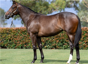 「伊卡利之梦」周岁时