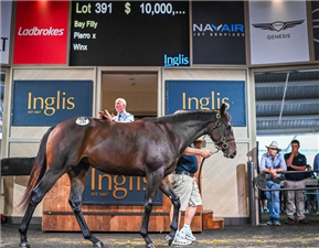 「温克斯」成交价1000万澳元的女儿 「温克斯」成交价1000万澳元的女儿