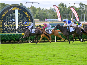 EXECUTIVE STRESS winning the Paradise Lagoons Rocky Amateurs Cup Open Handicap