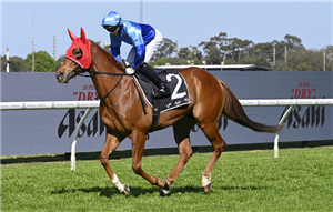 「火焰星」 「火焰星」