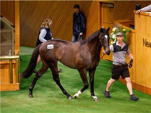 由「施展魔法」育种下小公马