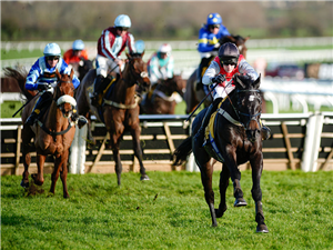 MINELLA STUDY winning the Triumph Trial Juvenile Hurdle at Cheltenham in England.