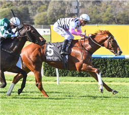 「焰星」在桑当赛马场夺冠