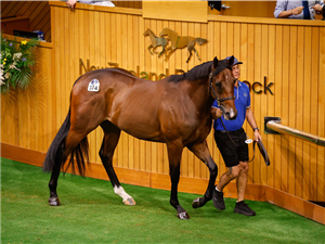 由「摘星勇骥」育种下小公马在新西兰纯血马试跑拍卖中售价最高