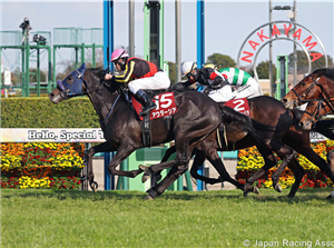 AUDACIA winning the Spring Stakes at Nakayama in Japan.