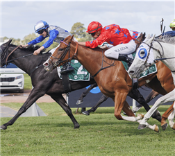 「百丽骏」夺冠葡萄园育马场锦标赛