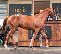 由「寻人侦探」育种、在经典拍卖中以54万澳元购下赛驹