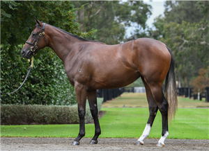 由「正义」和「阳光」育种下小母马