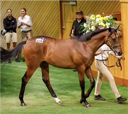 由「犀利时」育种下、在卡拉卡拍卖中由剑桥育马场花费85万澳元买下的第265号小公马