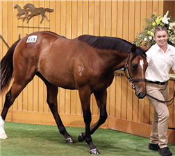 513号周岁雄驹卖出110万新西兰元高价