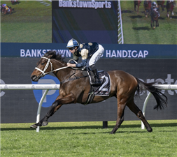 「磨坊主先生」夺冠班克斯敦体育让赛（BANKSTOWN SPORTS HANDICAP）
