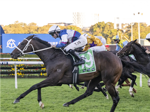 「高贵者」夺冠在兰德威克赛马场上举办的达尼尔之战让赛(BATTLE OF THE DARDANELLES HANDICAP) 「高贵者」夺冠在兰德威克赛马场上举办的达尼尔之战让赛(BATTLE OF THE DARDANELLES HANDICAP)