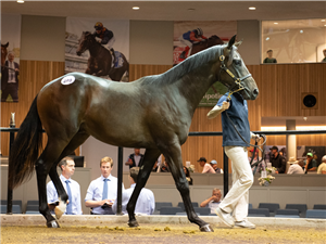 以75万澳元高价售出小公马