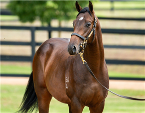 The $2.2m Too Darn Hot colt.