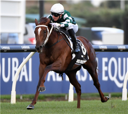 「佳作」胜出卡拉卡百万三岁马大赛 「佳作」胜出卡拉卡百万三岁马大赛