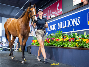 由「卡菲拉」及「我志气高」育种下、125万澳元小母马