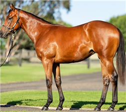 「我志气高」和「蓝肯之星」育种下小母马