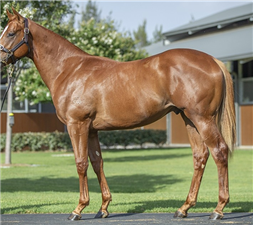 Magic Millions Lots To Watch – Day 2 | Racing and Sports