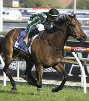 Alcopop is one of those backed in the Caulfield Stks<br>Photo by Racing and Sports