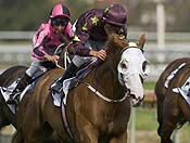 Apache Cat<br>Photo by Bronwen Healy