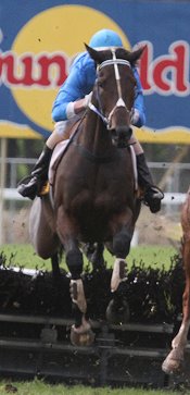 Champion hurdler Black And Bent <br>Photo by Racing and Sports