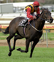 El Segundo was a star WFA horse<br>Photo by Bronwen Healy