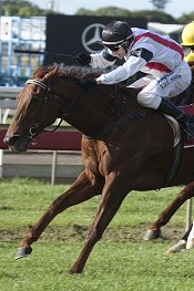 Girl Hussler is back in Brisbane<br>Photo by Racing and Sports