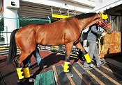 Joy And Fun<br>Photo by Singapore Turf Club