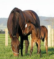 Legs with her 2009 foal