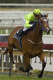 Maldivian at his best before the Caulfield Cup mishap<br>Photo by Bronwen Healy