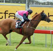 Reprisal could run a race at odds<br>Photo by Racing and Sports