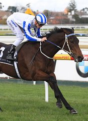 Sayahailmary might be good value this week<br>Photo by Racing and Sports