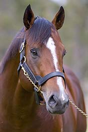 Snitzel<br>Photo by Bronwen Healy