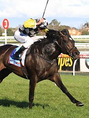 In 2010, a horse in famous colours began his assault on a second Cox Plate in the Memsie<br>Photo by Racing and Sports