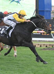 Spacecraft looks for back to back Penny Editions at Morphettville Parks<br>Photo by Racing and Sports