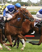 Star Witness worked superbly during the week<br>Photo by Racing and Sports