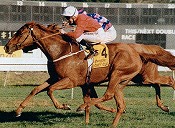 Tie The Knot won two Sydney Cups