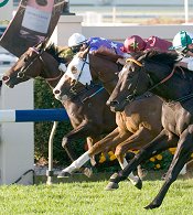 Duporth on the outside defeats Apache Cat and Bank Robber in the 2009 BTC Cup