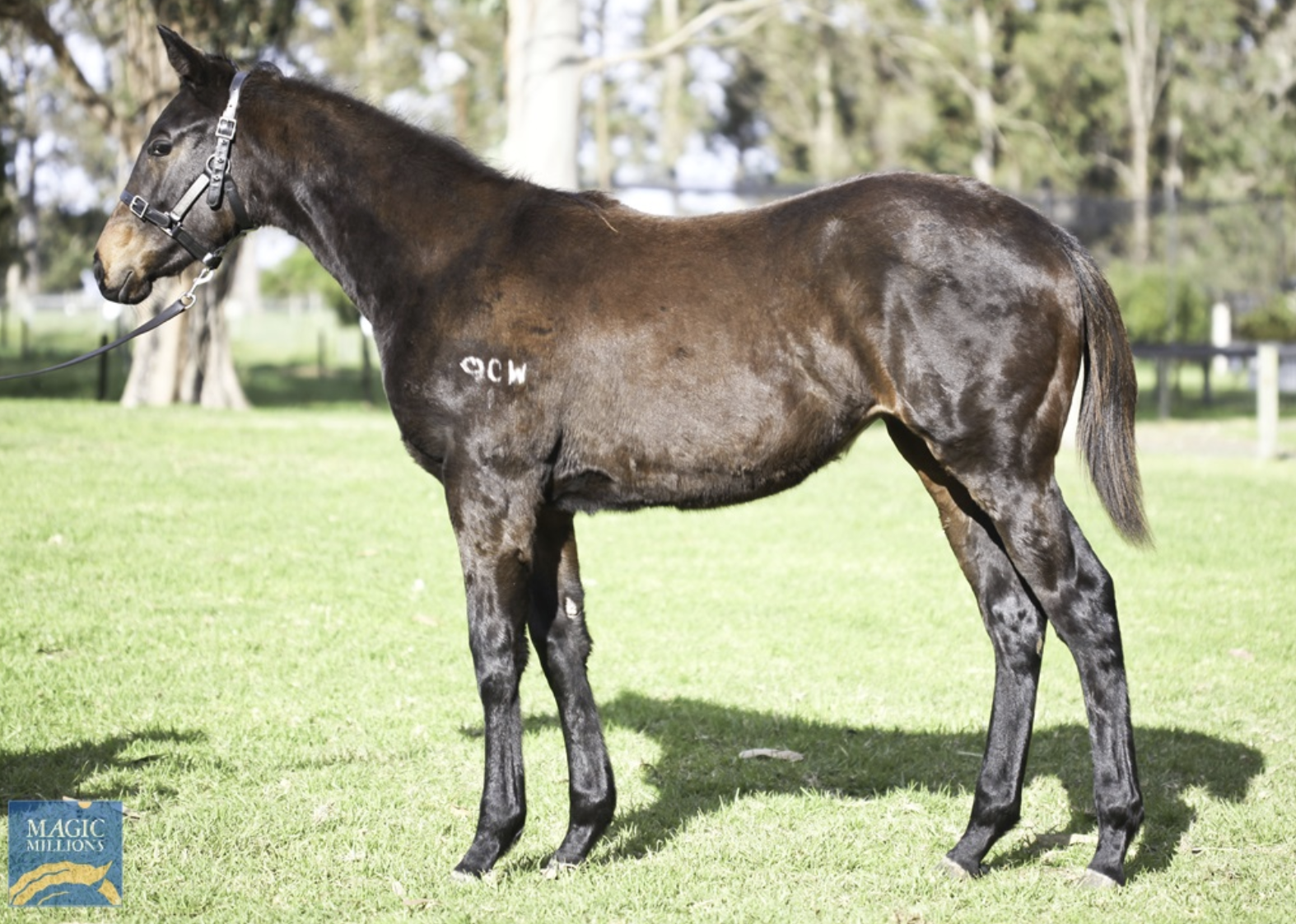 Lot 50 Playing God - Latoria filly. Picture: Magic Millions.