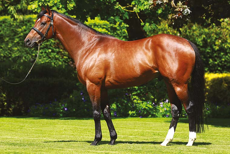 Excelebration. Picture: Coolmore.