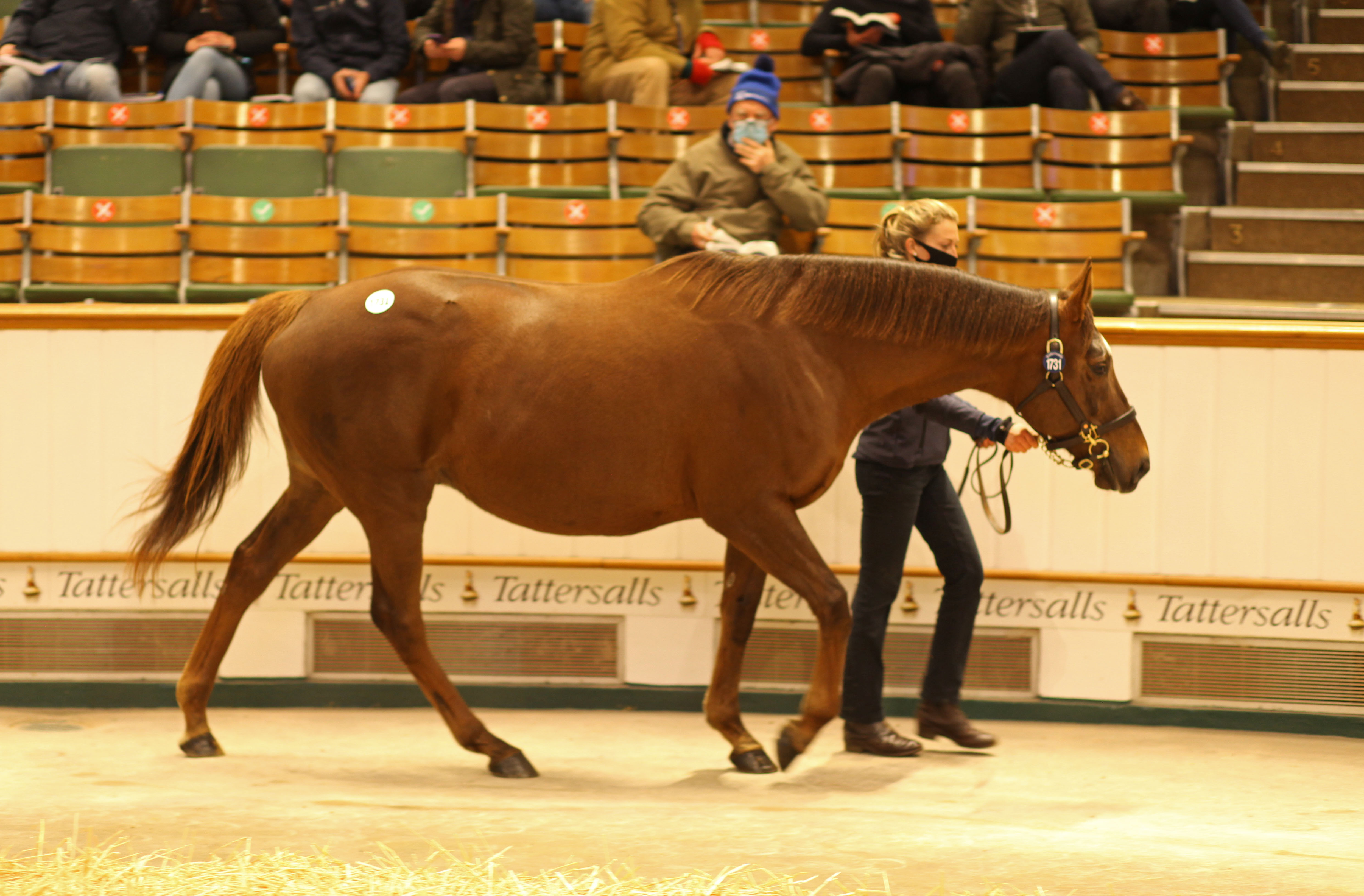 Beach Frolic sold for 2,200,000gns to top this year's Mare Sale. Picture: Tattersalls.